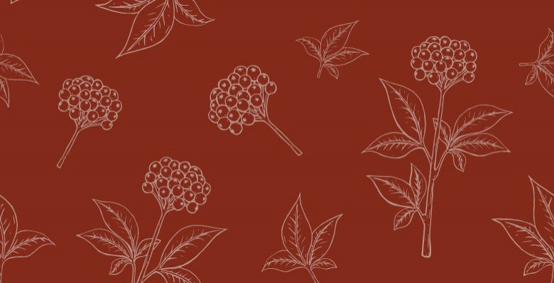 Родіола рожева та інші адаптогени рослинного походження